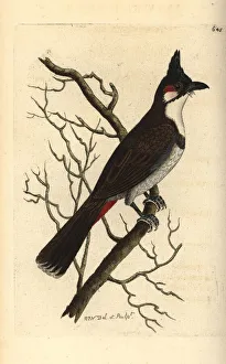 Red-whiskered bulbul, Pycnonotus jocosus Red-whiskered bulbul, Pycnonotus jocosus