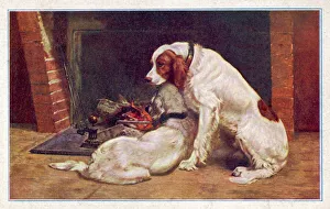 <b class=qtipBold><figcaption>Two Red & White Setters</figcaption></b><br>Two Red and White Irish Setters settled companionably in front of a burning open fireplace.<br><em>© Mary Evans Picture Library 2015 - https://copyrighthub.org/s0/hub1/creation/maryevans/MaryEvansPictureID/10140591</em> Two Red & White Setters