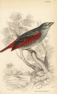 Red-winged pytilia, Pytilia phoenicoptera Red-winged pytilia, Pytilia phoenicoptera