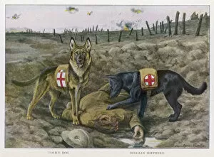 Belgian Collection: Redcross War Dogs Rescue