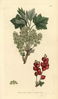 Redcurrant, Ribes spicatum