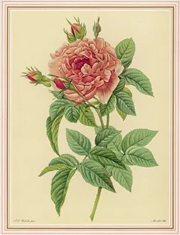 <b class=qtipBold><figcaption>Redoute Pink Rose</figcaption></b><br>A pink rose<br><em>© Mary Evans Picture Library</em> Redoute Pink Rose