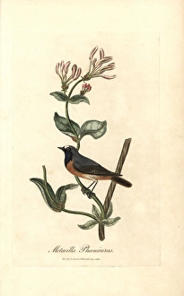 Redstart, Phoenicurus phoenicurus on a honeysuckle Redstart, Phoenicurus phoenicurus on a honeysuckle