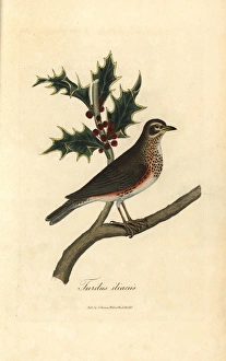 Redwing, Turdus iliacus perched on a holly Redwing, Turdus iliacus perched on a holly