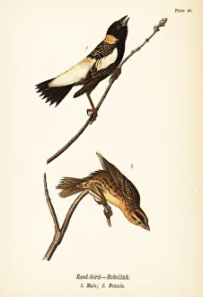 Reed-bird or bobolink, Dolichonyx oryzivorus Reed-bird or bobolink, Dolichonyx oryzivorus