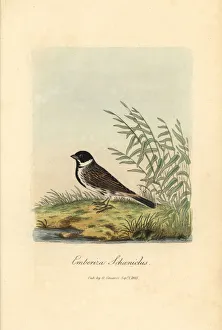 Bunting And American Sparrows Gallery: 