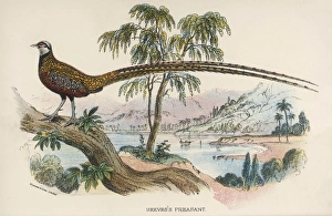 <b class=qtipBold><figcaption>Reeves's Pheasant</figcaption></b><br>REEVES'S PHEASANT phasianus reevesii (possibly the bird with the longest tail-to-body ratio)<br><em>© Mary Evans Picture Library</em> Reeves's Pheasant