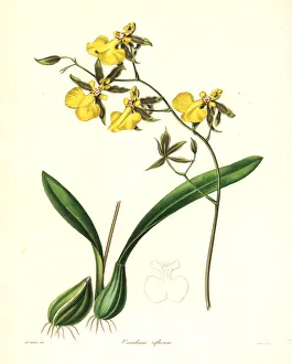 Reflected oncidium orchid, Oncidium reflexum Reflected oncidium orchid, Oncidium reflexum