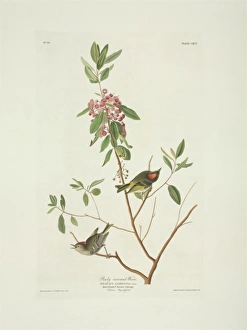 Regulus calendula, ruby-crowned kinglet Regulus calendula, ruby-crowned kinglet