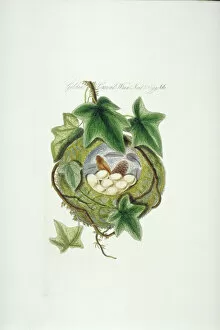 Bolton Gallery: Regulus regulus, goldcrest nest and eggs