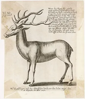Reindeer Gallery: Reindeer 1597