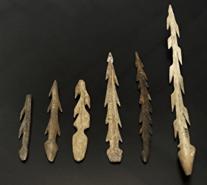 Reindeer Gallery: Reindeer antler harpoons. 9500 BC