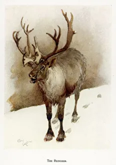 Reindeer Gallery: Reindeer / Cecil Aldin