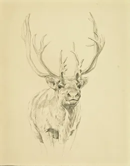 Reindeer Gallery: Reindeer with impressive antlers