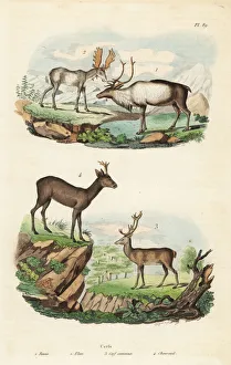 Reindeer, moose, red deer and roe deer Reindeer, moose, red deer and roe deer