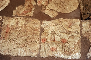 Reliefs depicting the flora and fauna along the Nile River Reliefs depicting the flora and fauna along the Nile River