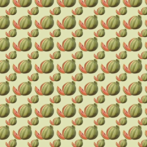 <b class=qtipBold><figcaption>Repeating Pattern - Watermelons</figcaption></b><br>Repeating Pattern - Watermelons. *PLEASE NOTE that the magnifying glass is solely to show the detail of the repeating pattern and will not feature on the final file.*<br><em>© Mary Evans Picture Library</em> Repeating Pattern - Watermelons