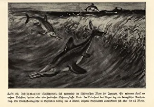 Reproduction of extinct Ichthyosaurs, Jurassic era Reproduction of extinct Ichthyosaurs, Jurassic era