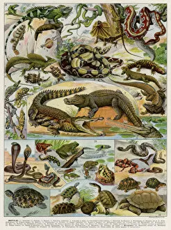 Crocodile Gallery: Reptiles