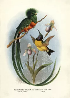 Threatened Gallery: Resplendent quetzal, Pharomachrus mocinno