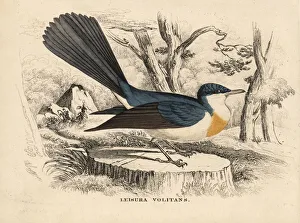 Flycatcher Gallery: Restless flycatcher, Myiagra inquieta