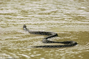 A Reticulated Python swims from a small freshwater-stream A Reticulated Python swims from a small freshwater-stream
