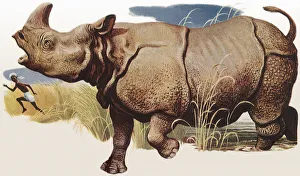 Indian Rhinoceros Gallery: Rhino Chasing Native Date: 1950