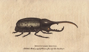 Rhinoceros beetle brought from the island of