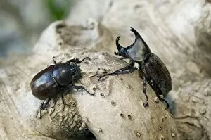 Images Dated 19th January 2008: Rhinoceros Beetle - on tree-bark - hornless female