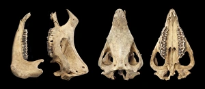 Rhinoceros sondaicus, javan rhinoceros Rhinoceros sondaicus, javan rhinoceros