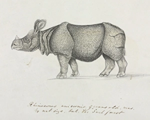 Indian Rhinoceros Gallery: Rhinoceros unicornis, Indian Rhinoceros
