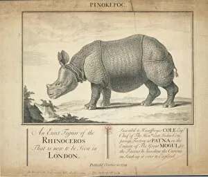 Indian Rhinoceros Gallery: Rhinoceros unicornis, Indian rhinoceros