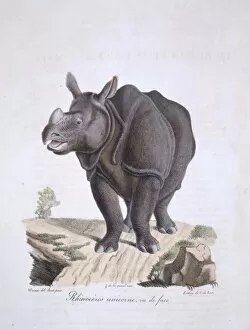Indian Rhinoceros Gallery: Rhinoceros unicornis, Indian rhinoceros