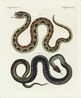 Rhinoceros viper, Bitis nasicornis, and carpet Rhinoceros viper, Bitis nasicornis, and carpet