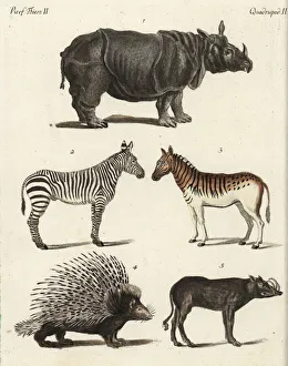 Rhinoceros, zebra, porcupine and babirusa Rhinoceros, zebra, porcupine and babirusa