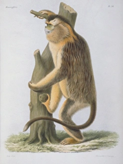 Rhinopithecus roxellanae, snub-nosed monkey Rhinopithecus roxellanae, snub-nosed monkey