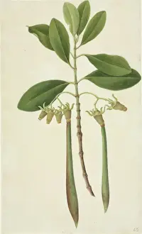 Rhizophora sp. Mangrove Tree Print, Canton China 1800s