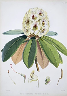 <b class=qtipBold><figcaption>Rhododendron sp., rhododendron</figcaption></b><br>Plate 30 from The Rhododendrons (1818) by Joseph Hooker (1817-1911). Held in the Botany Library at the Natural History Museum, London. Date:<br><em>© Mary Evans / Natural History Museum</em> Rhododendron sp., rhododendron
