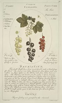 Eudicot Gallery: Ribes sativum, common currant