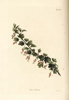 Ribes triflorum