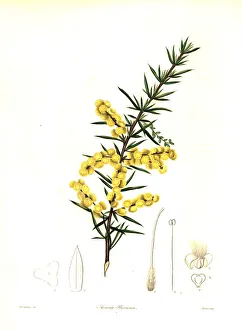 Rice's wattle or Mr. T. Spring Rice's acacia, Acacia riceana Rice's wattle or Mr. T. Spring Rice's acacia, Acacia riceana