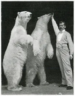 Richard Sawade and polar bears at the London Hippodrome Richard Sawade and polar bears at the London Hippodrome