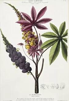 Ricinus communis, caster oil tree