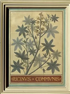 Ricinus communis, castor bean