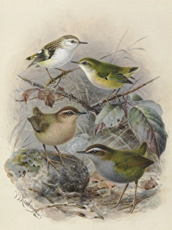 Rifleman, Bush Wren & Rock Wren