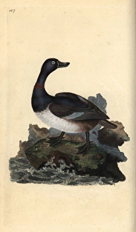 Ring-necked duck, Aythya collaris