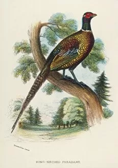 Ring Gallery: Ring-Necked Pheasant