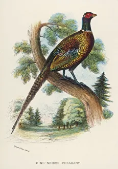 Ring-Necked Pheasant
