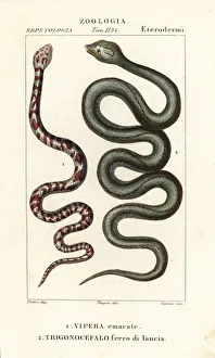 Ring-necked spitting cobra and Martinique lancehead Ring-necked spitting cobra and Martinique lancehead