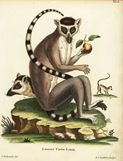 Ring-tailed lemur, Lemur catta. Endangered Ring-tailed lemur, Lemur catta. Endangered